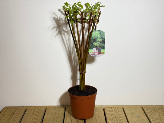 Salix Hybrid Americana Living Braided Willow Tree Sculpture 50cm, 15cm pot (50-06)
