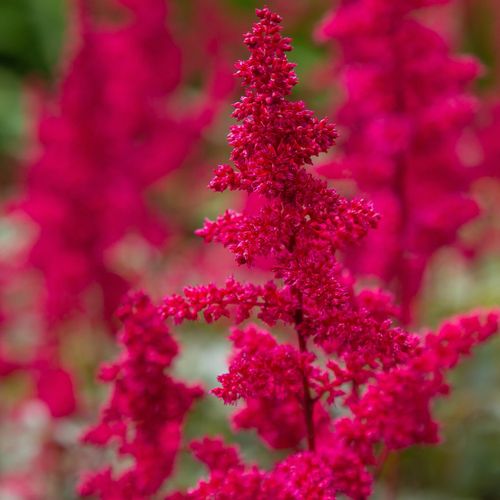 Astilbe arendsii Rose 9cm