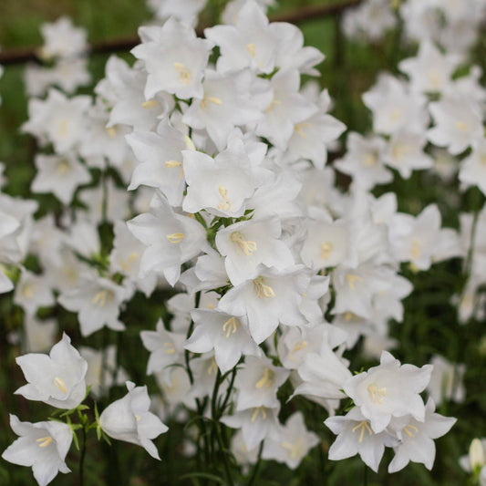 Campanula perscifolia White 9cm