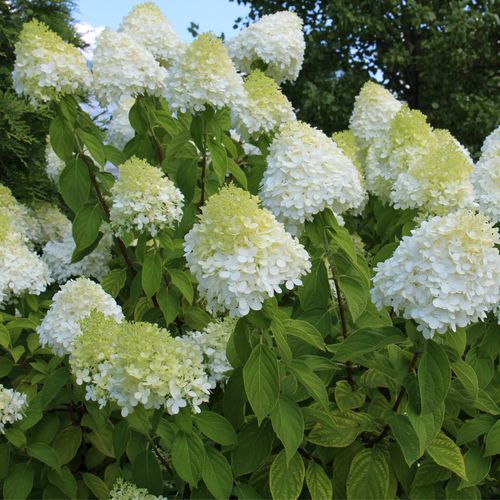 Hydrangea paniculta 'LimeLight' 9cm/2L