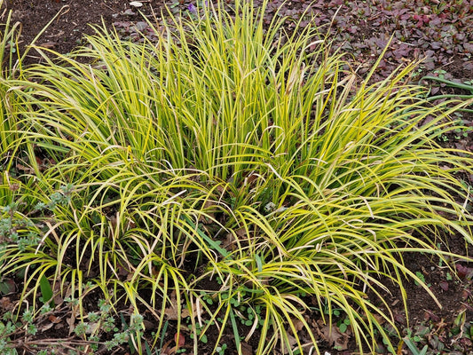Acorus gramineus 'Ogon'
