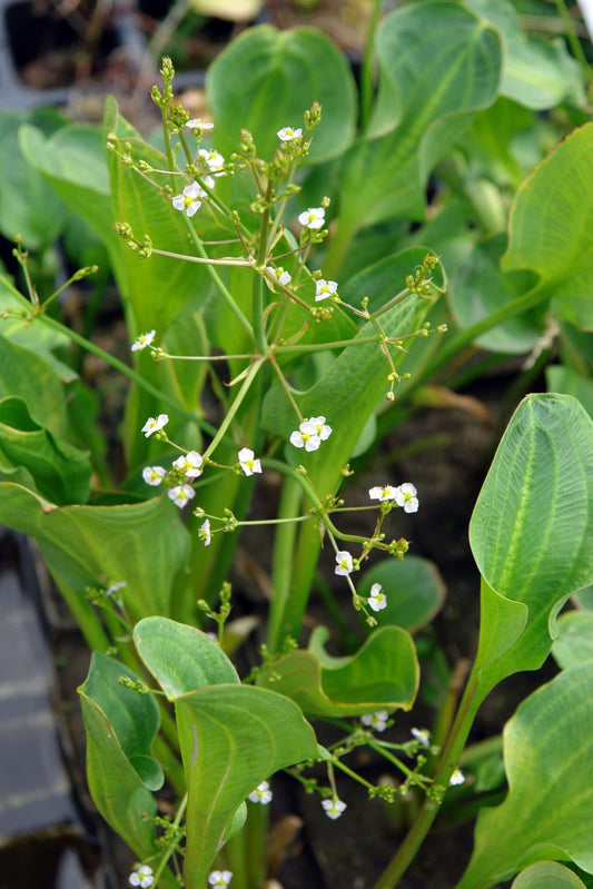 Alisma parviflorum