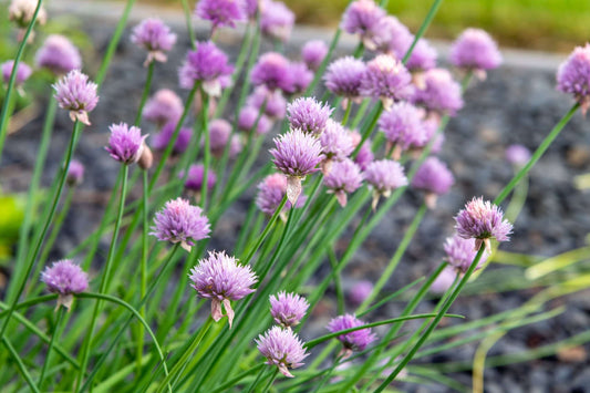 Allium schoenoprasum
