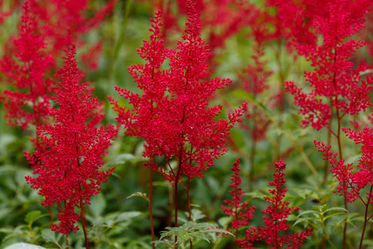 Astilbe 'Red Baron'