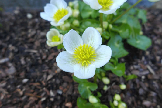 Caltha palustris alba