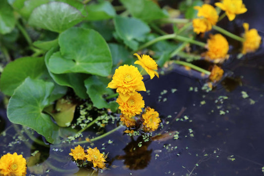 Caltha palustris plena