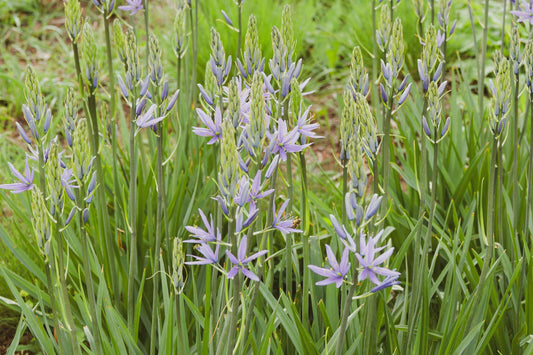 Camassia esculenta 'Quamash'