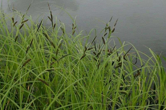 Carex acuta
