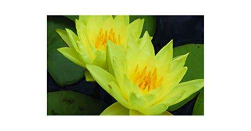 Nymphaea 'Charlene Strawn'
