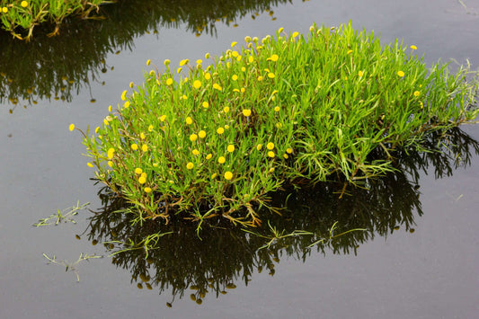 Cotula coronopifolia