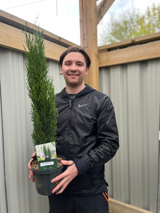 Cupressus sempervivrens Totem (Italian Cypress) 50-60cm, 100-120cm