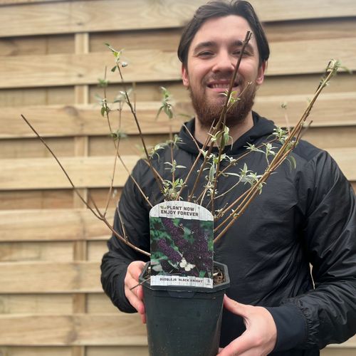 Buddleja davidii 'Black Knight' 1L / 2L