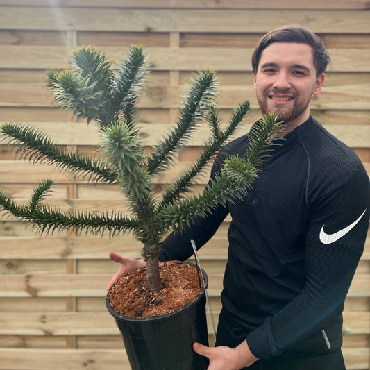 Araucaria Araucana | Monkey Puzzle Tree