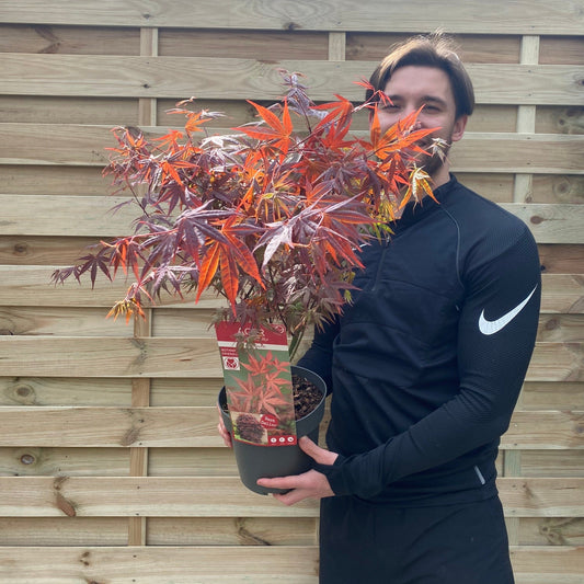 Acer palmatum 'Atropurpureum'