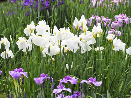 Iris ensata 'Dramatic Moment'