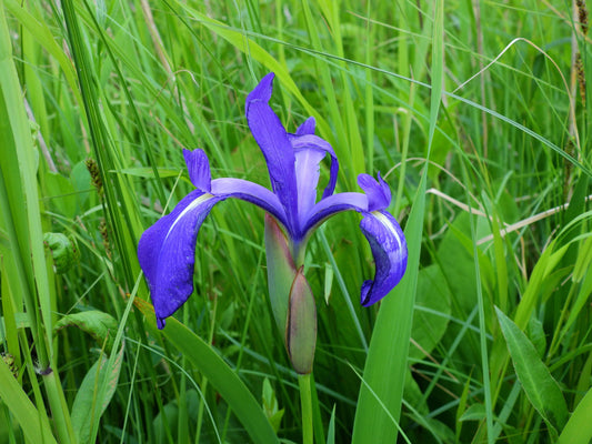 Iris laevigata 'blue'