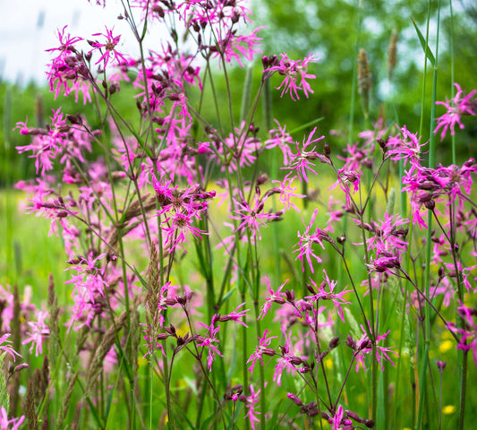 Lychnis flos-cuculi