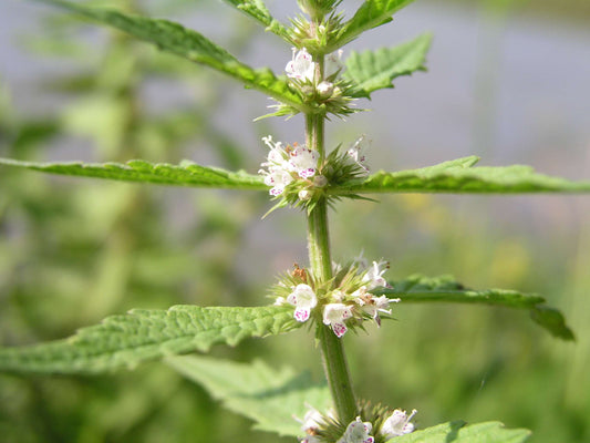 Lycopus europaeus
