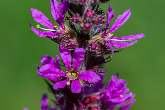 Lythrum salicaria
