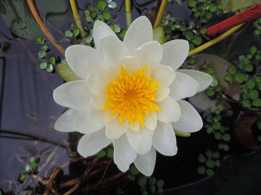 Nymphaea 'Marliacea Albida'