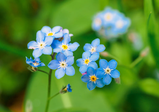 Myosotis palustris 'Semperflorens'