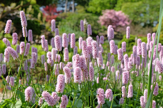 Persicaria bistorta