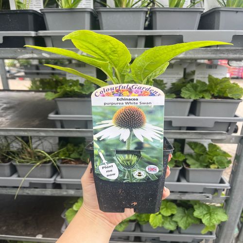 Echinacea purpurea 'White Swan' 9cm