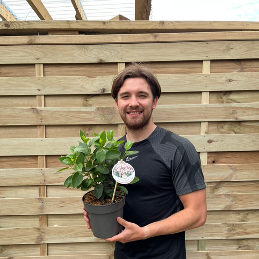 Viburnum tinus 2L / 5L