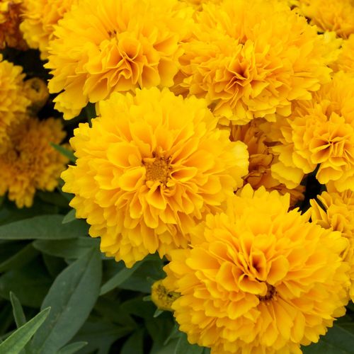 Coreopsis grandiflora Double the Sun 9cm-3L