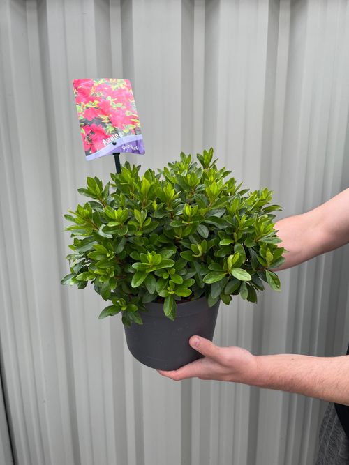 Azalea 'Geisha Red' 1/2L