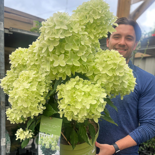 Hydrangea paniculata 'White Light' 2L / 7.5L