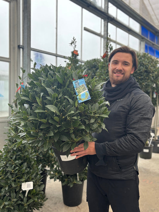 Established Laurus Nobilis Ball (Bay Leaf Ball) 15L / 24L / 30L