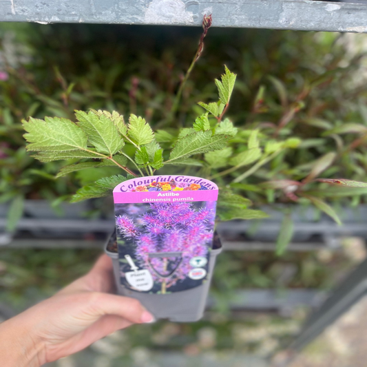 Astilbe chinensis pumila  9cm