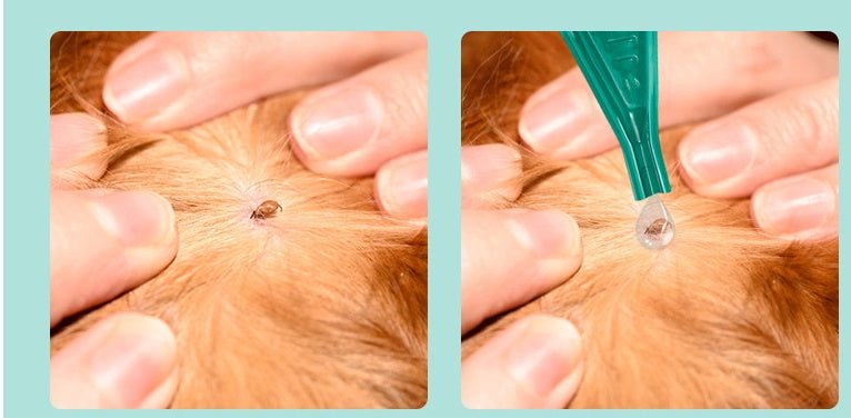 Abamectin transdermal solution | Luxury Home Accessories | Heulog Glow