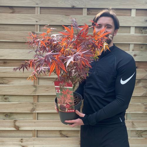 Acer palmatum Atropurpureum 2L