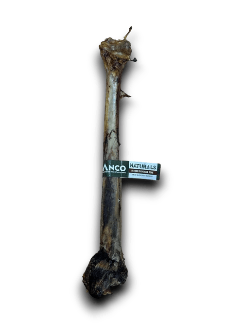 Anco Naturals Ostrich Caveman Bones | Luxury Home Accessories | Heulog Glow