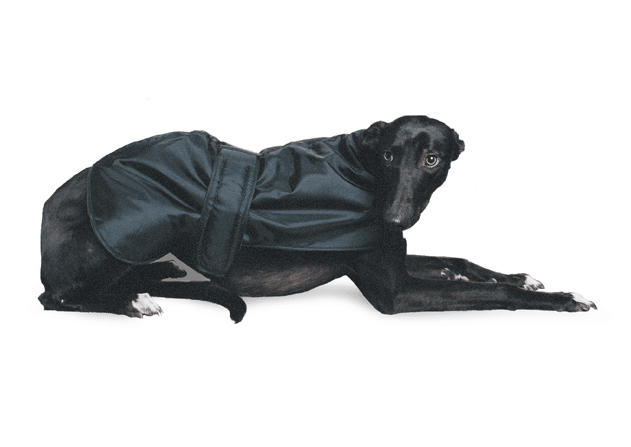 Ancol Greyhound Coat Black | Luxury Home Accessories | Heulog Glow