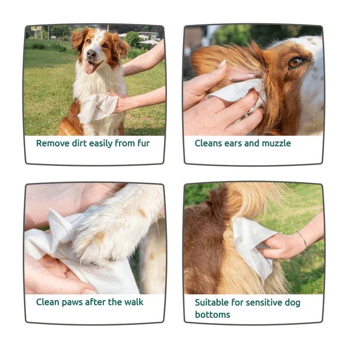 AniForte Care Wipes - 100 Pack | Luxury Home Accessories | Heulog Glow