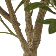 Apulia Olive Tree In White Pot 240Cm | Luxury Home Accessories | Heulog Glow