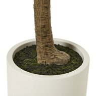 Apulia Olive Tree In White Pot 240Cm | Luxury Home Accessories | Heulog Glow