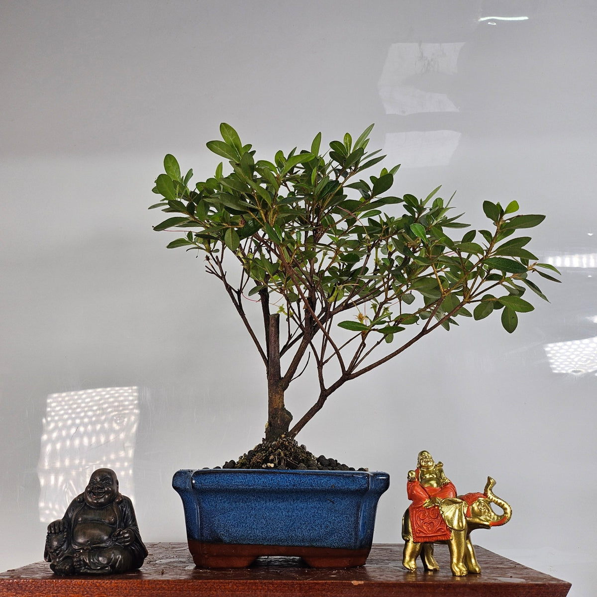 Azalea (Rhododendron) Bonsai Tree | Broom | In 15cm Pot | Luxury Home Accessories | Heulog Glow