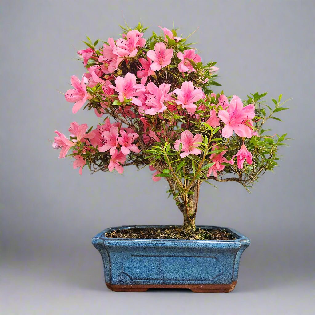 Azalea (Rhododendron) Bonsai Tree | Shaped | In 25cm Pot | Luxury Home Accessories | Heulog Glow