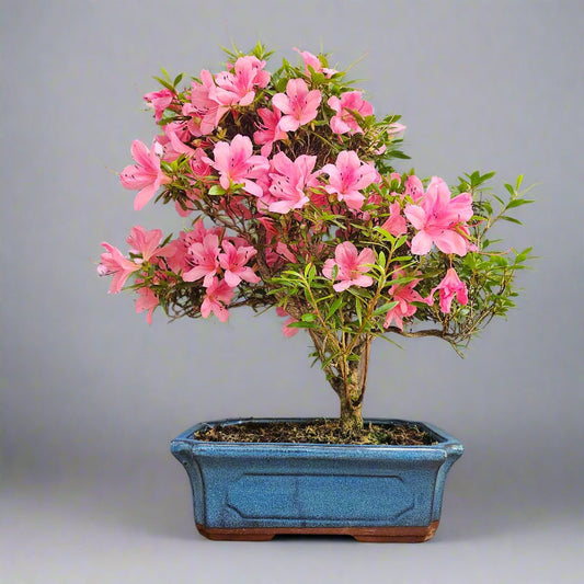 Azalea (Rhododendron) Bonsai Tree | Shaped | In 25cm Pot | Luxury Home Accessories | Heulog Glow