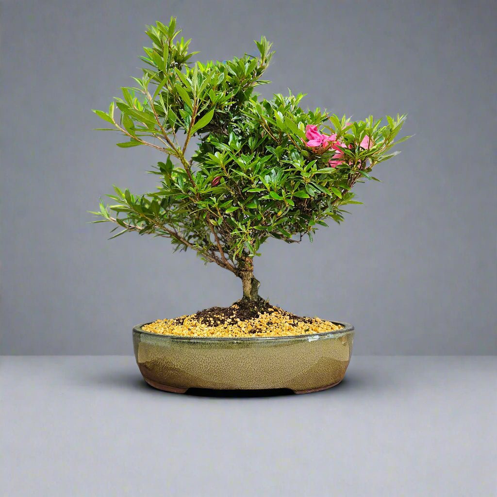 Azalea (Rhododendron) Bonsai Tree | Shaped | In 25cm Pot | Luxury Home Accessories | Heulog Glow