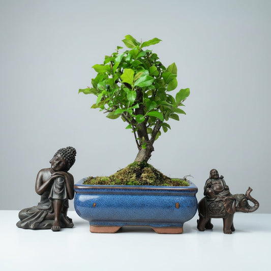 Bird Plum (Sageretia) Bonsai Tree | Broom | In 15cm Pot | Luxury Home Accessories | Heulog Glow