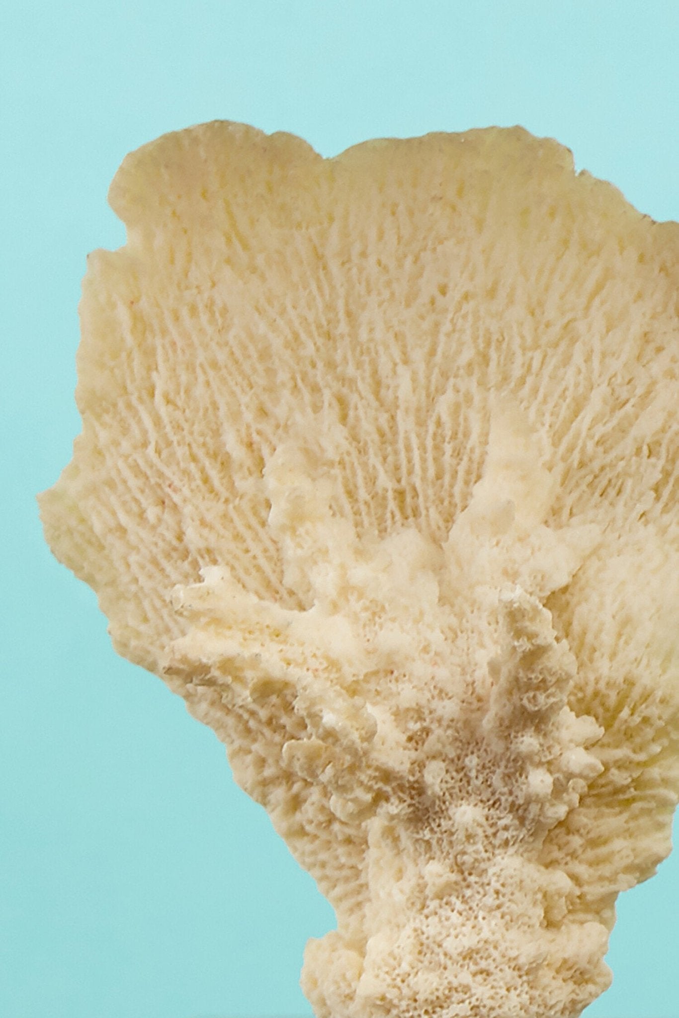Boho Small White Coral Decor | Luxury Home Accessories | Heulog Glow