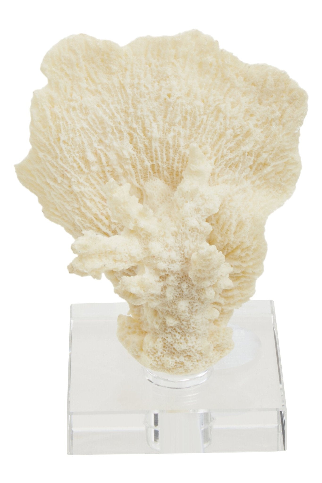 Boho Small White Coral Decor | Luxury Home Accessories | Heulog Glow
