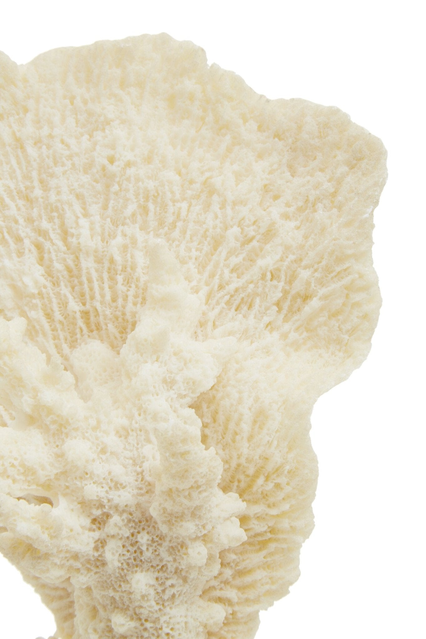 Boho Small White Coral Decor | Luxury Home Accessories | Heulog Glow
