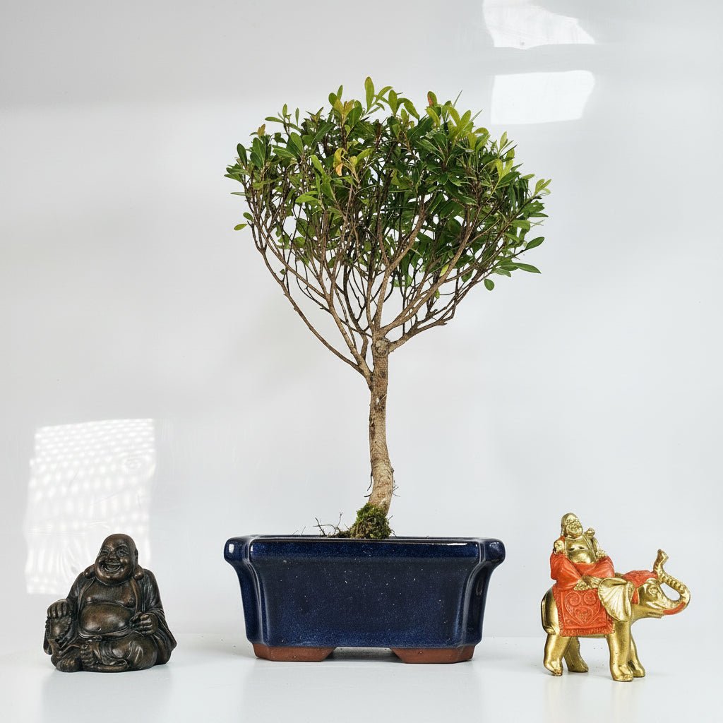 Brush Cherry (Syzygium) Bonsai Tree | Broom | In 15cm Pot | Luxury Home Accessories | Heulog Glow