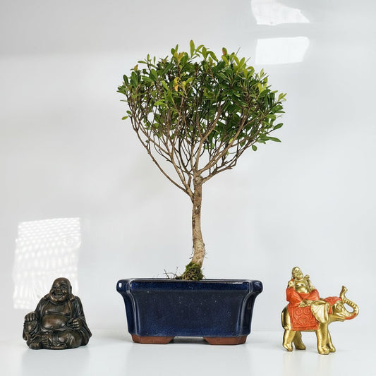 Brush Cherry (Syzygium) Bonsai Tree | Broom | In 15cm Pot | Luxury Home Accessories | Heulog Glow